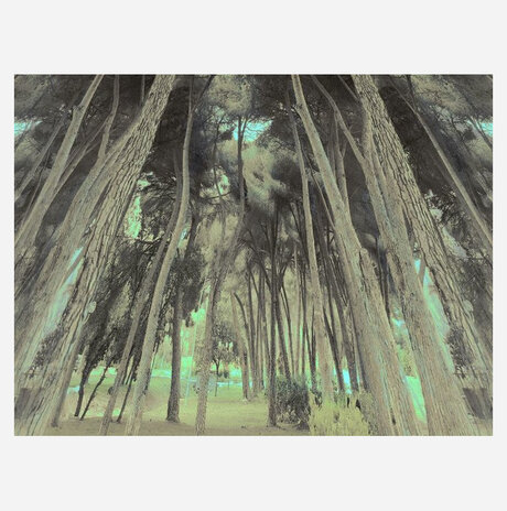 Grove of tall trees / 