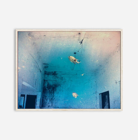  Fish in a room / 