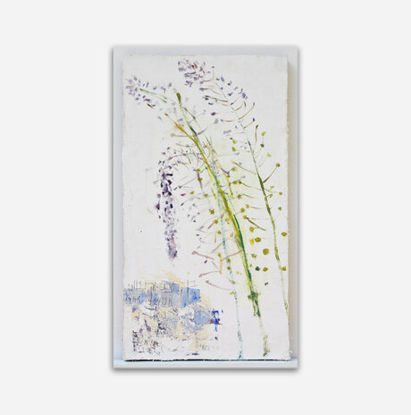 Scilla Hyacinthoides / Nurit Gur Lavy