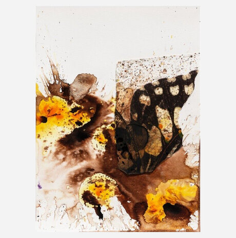 butterfly in the sun / Chervinski Mirit
